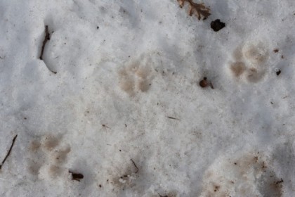 Dog prints in the snow