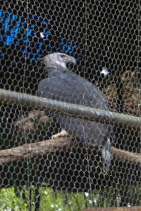 Harpy eagle