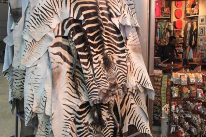 Zebra skins at Jo'burg airport