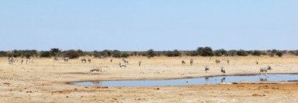 Gemsboks, zebra, and kudu