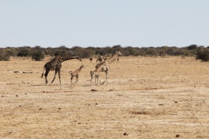 Girafffe family wandering in