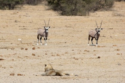 Hoping for some gemsbok