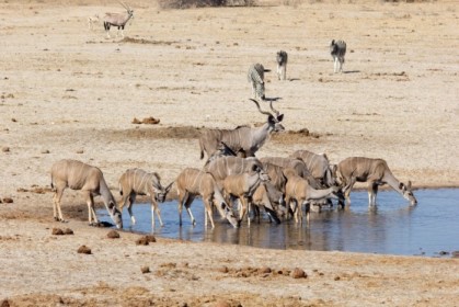 Kudu finally get smart and go to the far end of the water