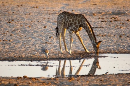 Leaning down for a drink