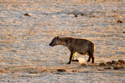 Spotted hyena