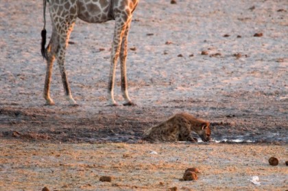 Drinking from the mud