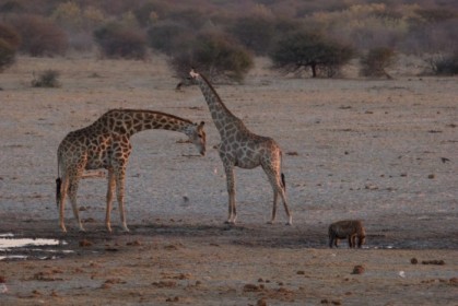 Giraffes don't seem to mind the visitor