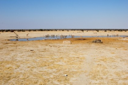 A moderate crowd at the water