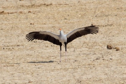 Strutting before folding in the wings