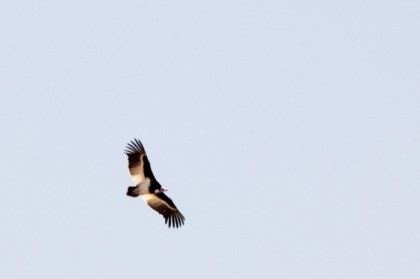 White-headed vulture