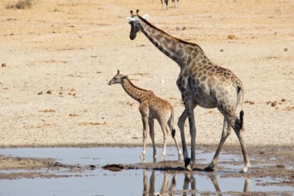 Another baby giraffe