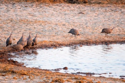 Clucking their way down to the water