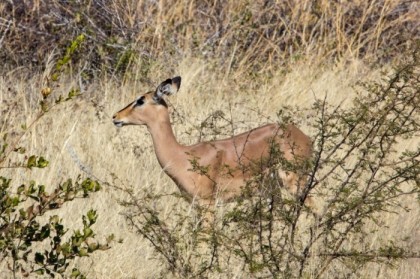 Blackfaced impala