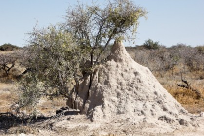 Termite mound