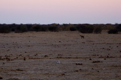 Spotted hyena paused in the clearing