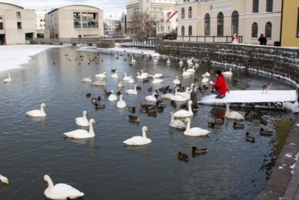 Waterfowl down at The Lake