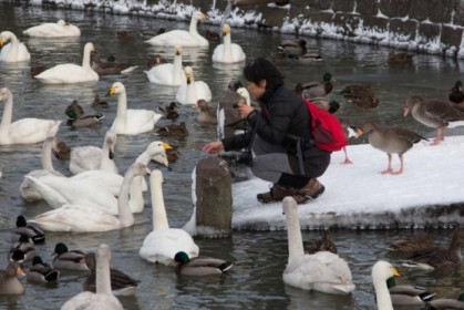 Provoking the geese