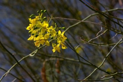 Yellow blossoms