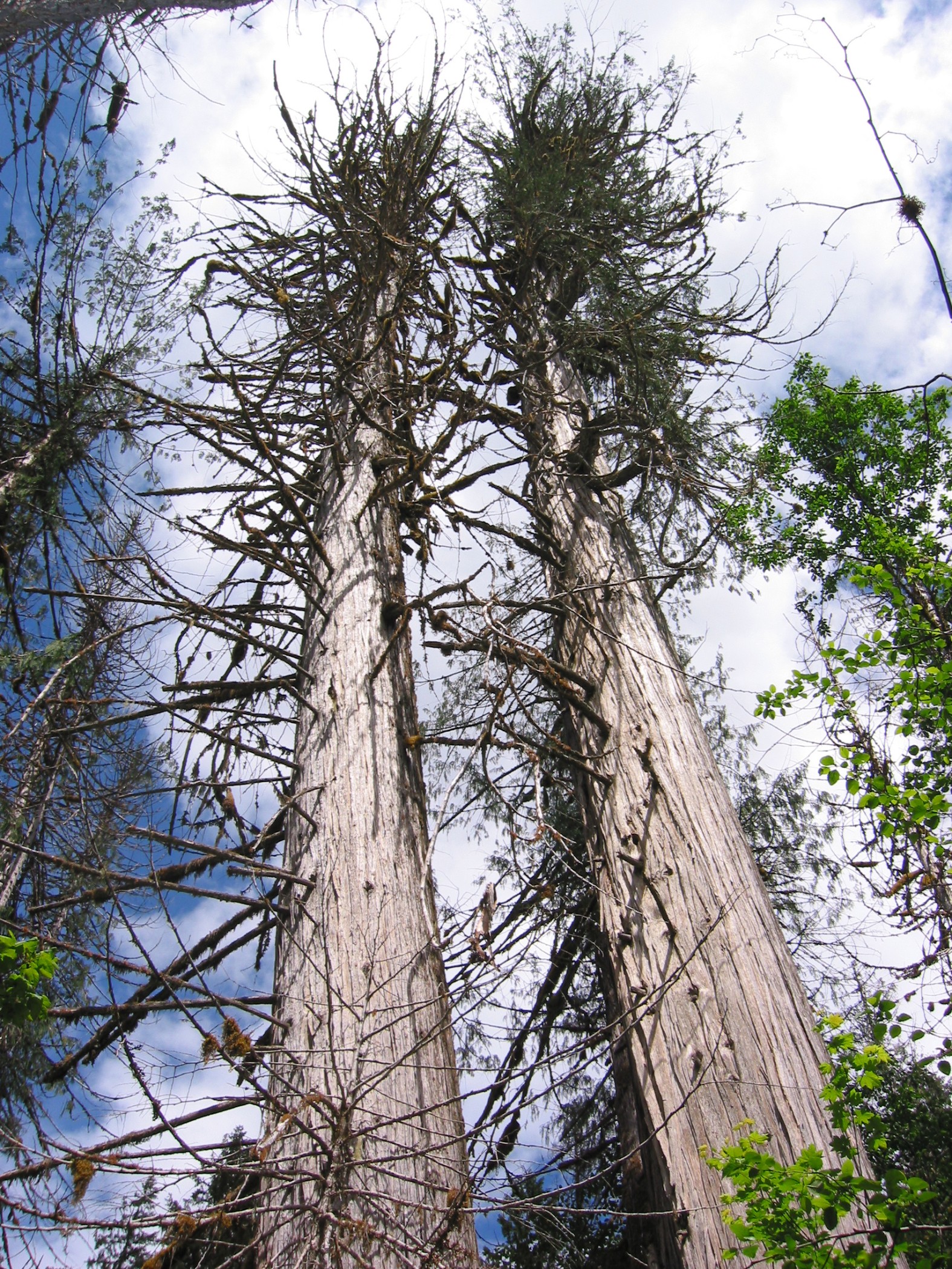 Photo Detail Twin trees