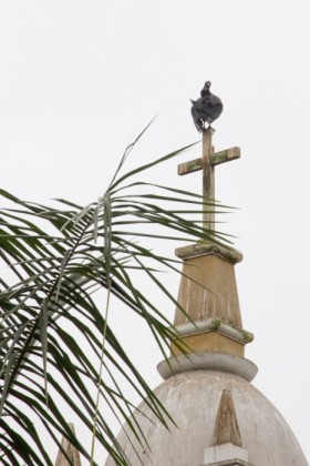 Vulture on the steeple