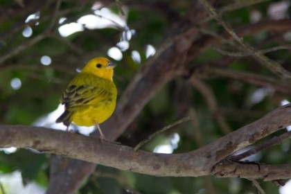 Bright yellow