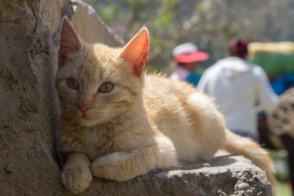 Tiny cat in the sun