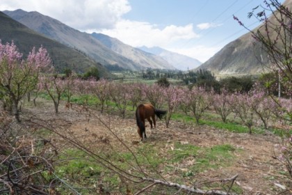 Grazing in the orchard