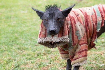 Shaggy, the Peruvian hairless dog