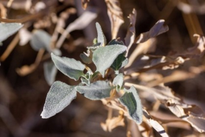 Sage everywhere, still mostly green