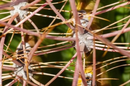 Spines