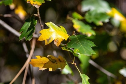 A few leaves think it's autumn