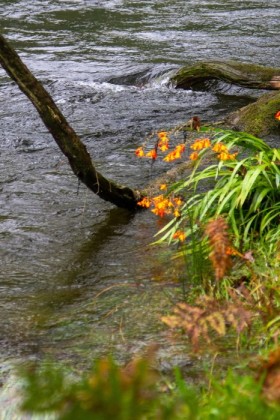Bright flowers over the water