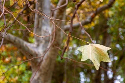 Last to fall