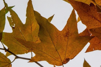Maple leaves