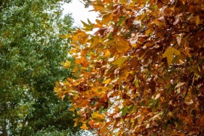 Yellow and green