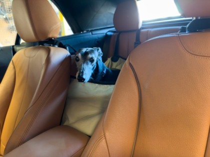 Tesla nestled in the back seat