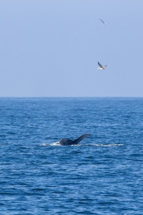 Another dive