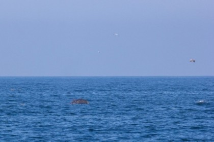 Juvenile humpback
