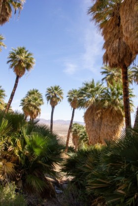 Inside the oasis