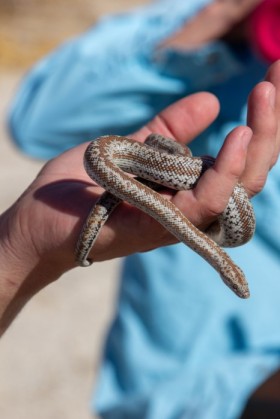 Rosy boa