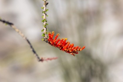 Ocotillo bloom