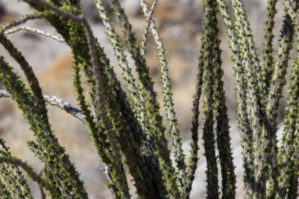 Ocotillo