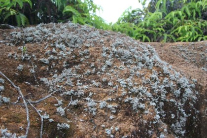 Lichens