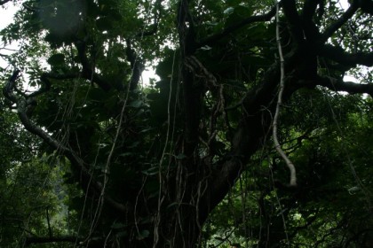 Ominous vines