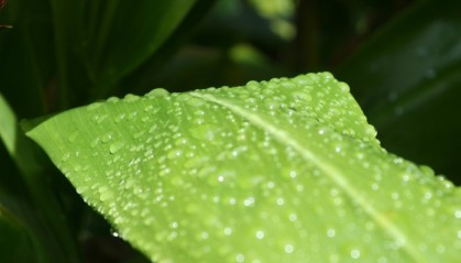 Signs of recent rain