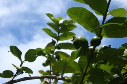 Guava