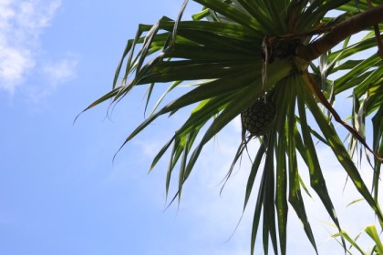 A very large pine cone