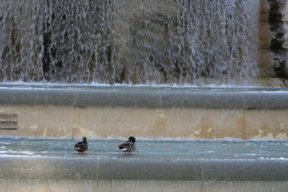 Bathtime for the ducks