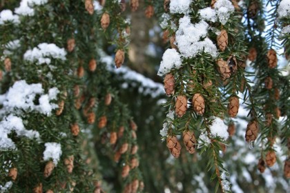 Plentiful pinecones