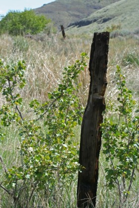 Charred posts